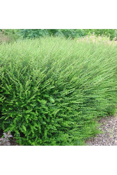 Lonicera nitida Elegant